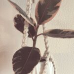Macrame Plant Hanger with Wild and Knotty